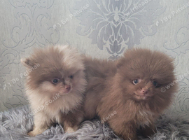 2 stunning pomeranian puppies