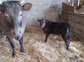 Private Sale Cow and Calf