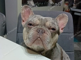 French bulldog for stud