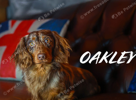 Oakley !!
