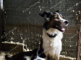 Working Border Collie Pups