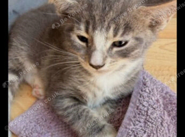 Beautiful kitten needing a home