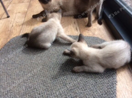 Siamese kittens ready September