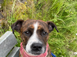 3 yr old Staffy x for sale