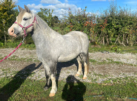 Companion pony