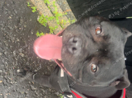male staffy