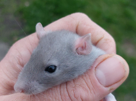 Standard Rats