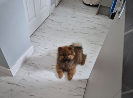 Adorable Pomeranian Puppies for Sale