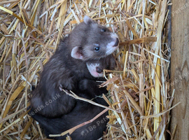 Ferrets for sale