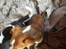 Jack Russell