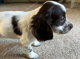 cocker spaniel