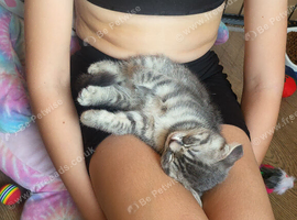 Ready to rehome kitten