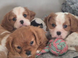 King Charles Puppies For Sale