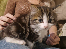 Adorable mixed litter of kittens