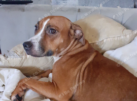 Female red staffy