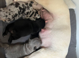 STUNNING FRENCH BULLDOGS
