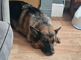 Female german shepherd