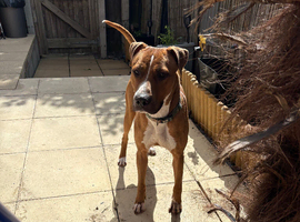 American bull x Staffy