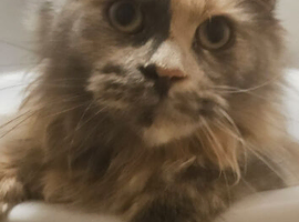 2 year old maincoon female