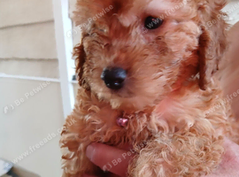 2 8week old cockerpoo pups ready to go to forever home
