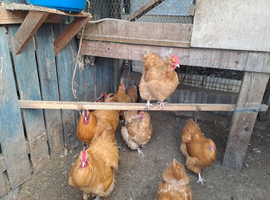 Buff orpington hatching eggs....