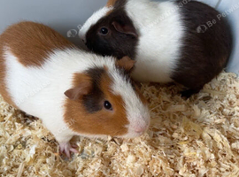 Selling two guinea pigs (male + female)