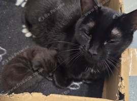1 black female kitten