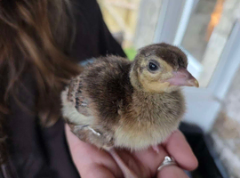 Chicks wanted