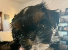 Two adorable Shih Tzu's