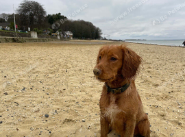 Working cocker spaniel