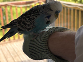 Gorgeous little blue boy budgie