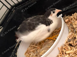 Button quails