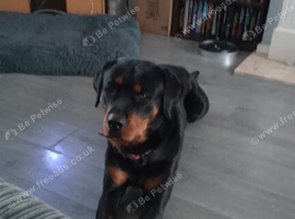 2.5yr old female Rottweiler