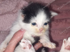 3 beautiful kittens