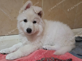 CHAMPAGNE LONG COAT GSD GIRL
