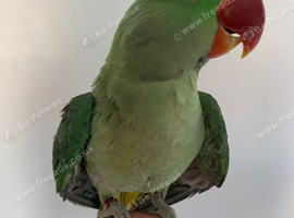 Tame Alexandrian parrot