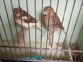2 CANARIES FOR SALE