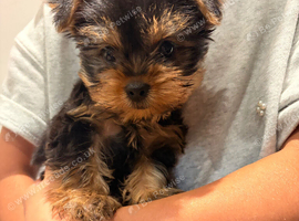 YORKSHIRE TERRIER ONLY BOY