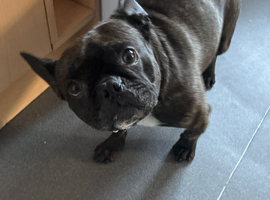 French bulldog rehome