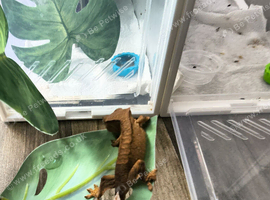 Crested gecko