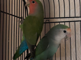 Selling love birds