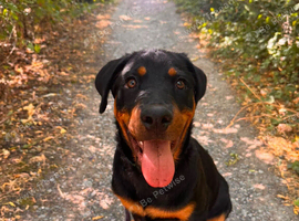 American Rottweiler