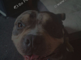 3 year old male Pocket Bulldog - Will consider decent offers, as need gone ASAP!!