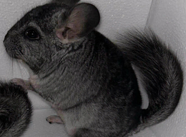 ( Full pedigree ) Standard Baby Chinchilla kits now available