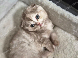 Scottish fold female