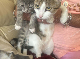 11-week-old female kitten