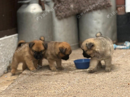 Beautiful Pomchi puppies for sale