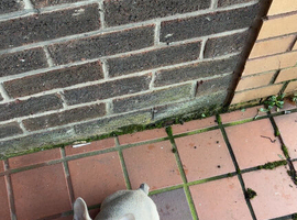 French bulldog puppy