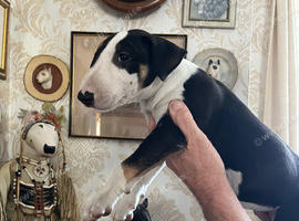 English bull terrier puppies
