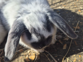 Beautiful mini lop cross kits